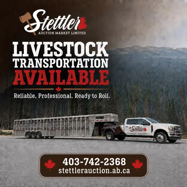 Weekly Livestock Auctions – Cattle, Sheep, Lambs & Goats