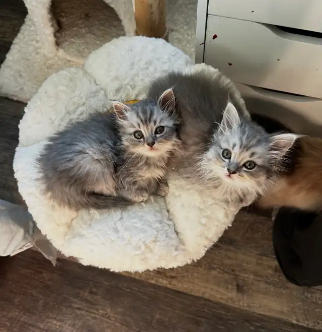 2 female Ragdoll x Persian kittens left!
