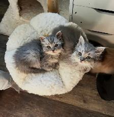 2 female Ragdoll x Persian kittens left!