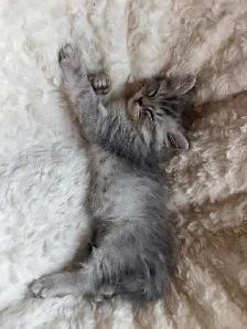 2 female Ragdoll x Persian kittens left! - Photo 2