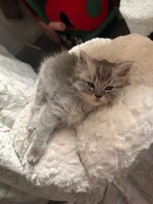 2 female Ragdoll x Persian kittens left! - Photo 3