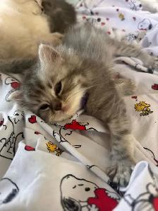 2 female Ragdoll x Persian kittens left! - Photo 4