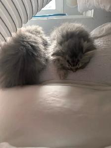 2 female Ragdoll x Persian kittens left! - Photo 5