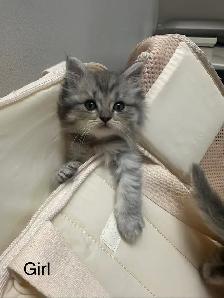 2 female Ragdoll x Persian kittens left! - Photo 6
