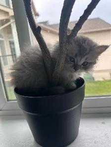 2 female Ragdoll x Persian kittens left! - Photo 7