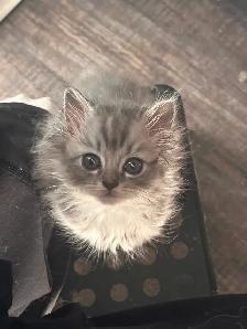2 female Ragdoll x Persian kittens left! - Photo 8