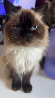 2 female Ragdoll x Persian kittens left! - Photo 9