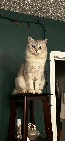 2 female Ragdoll x Persian kittens left! - Photo 10