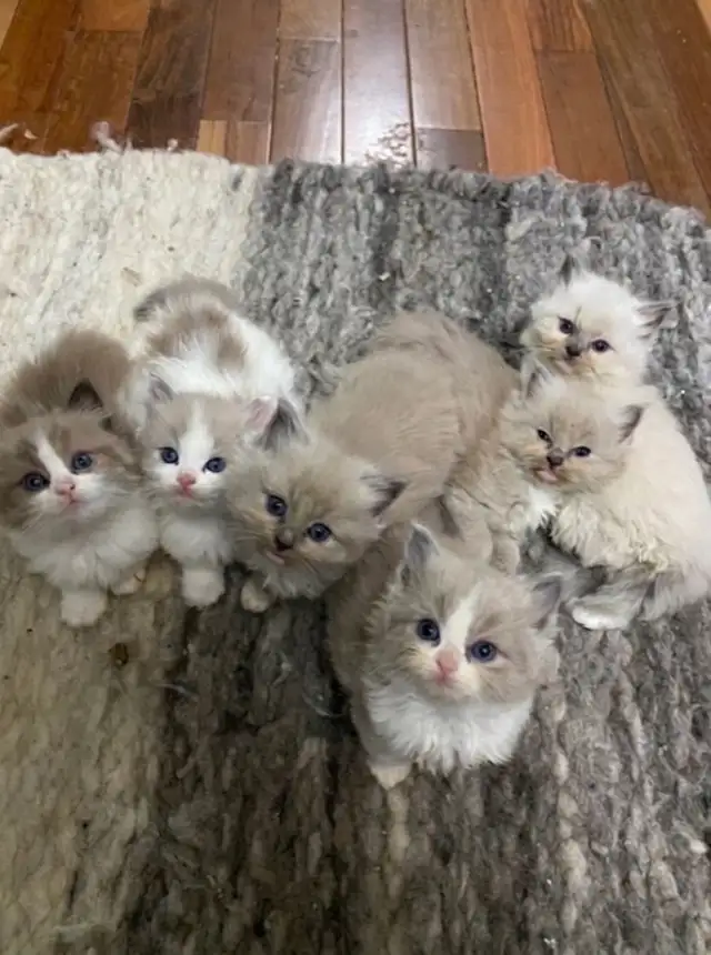 kittens for rehoming