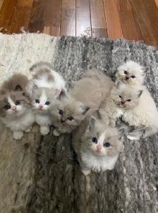 kittens for rehoming