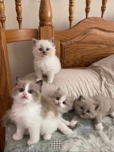 kittens for rehoming - Photo 2