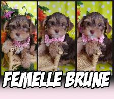 WOW 2 FEMELLE ET 2 MALES YORKSHIRE - Photo 2