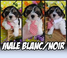 WOW 2 FEMELLE ET 2 MALES YORKSHIRE - Photo 3