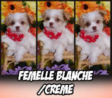 WOW 2 FEMELLE ET 2 MALES YORKSHIRE - Photo 4