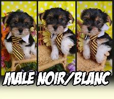 WOW 2 FEMELLE ET 2 MALES YORKSHIRE - Photo 5