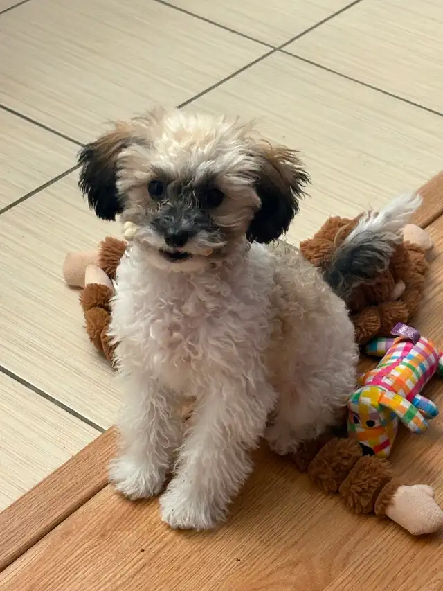 Chiot caniche toy 4 mois