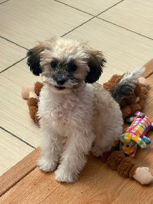 Chiot caniche toy 4 mois
