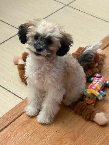 Chiot caniche toy 4 mois - Photo 2