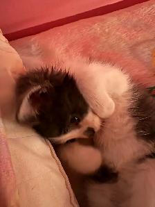 FREE KITTEN