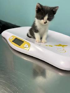 FREE KITTEN - Photo 2