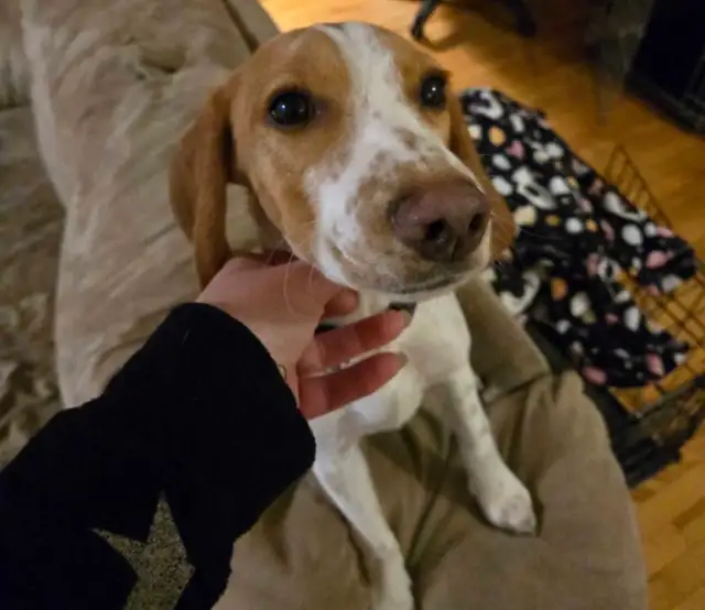 Comet needs a new home