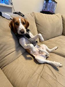 Comet needs a new home - Photo 2
