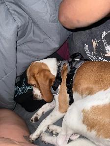 Comet needs a new home - Photo 3