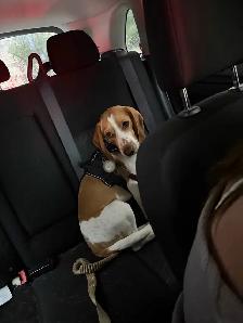 Comet needs a new home - Photo 4