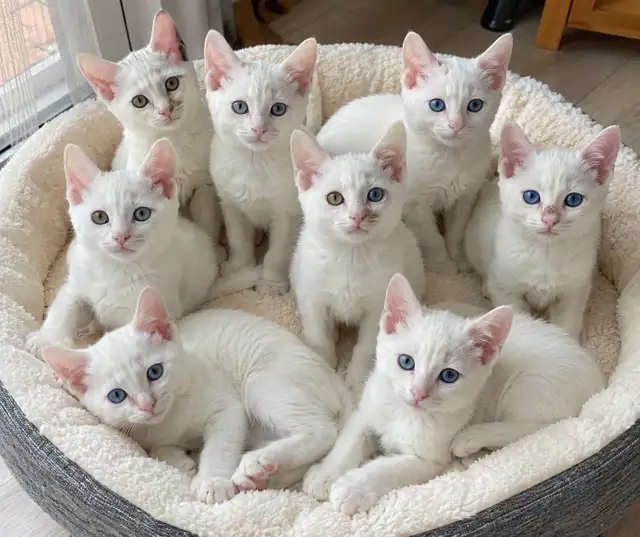 Rare Khao Manee Female Kittens
