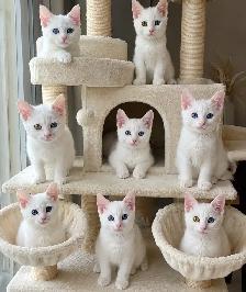 Rare Khao Manee Female Kittens - Photo 2