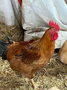 Western Rustic Rooster for sale