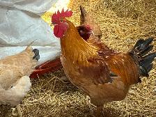 Western Rustic Rooster for sale - Photo 2