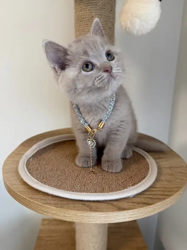 British shorthair female kitten for sale