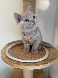 British shorthair female kitten for sale