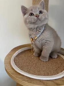 British shorthair female kitten for sale - Photo 3