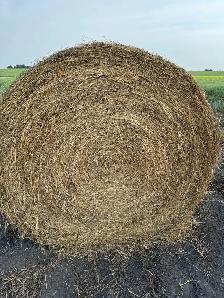 Pure Alfalfa Bales & Grassland Blend Bales - Photo 4