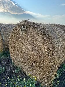 Pure Alfalfa Bales & Grassland Blend Bales - Photo 6