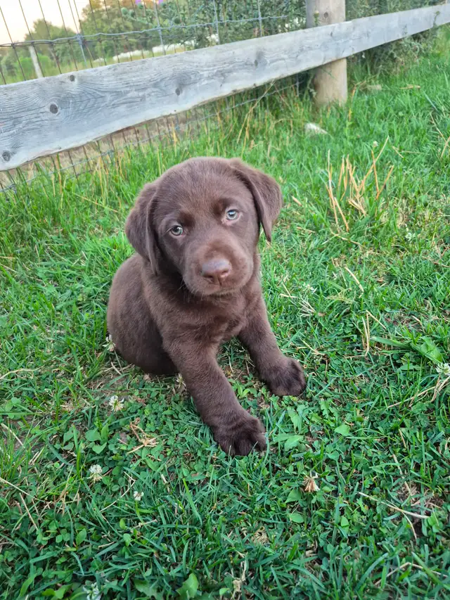 English Chocolate Labrador retriever puppies