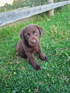 English Chocolate Labrador retriever puppies