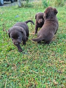 English Chocolate Labrador retriever puppies - Photo 2