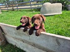 English Chocolate Labrador retriever puppies - Photo 3