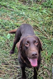 English Chocolate Labrador retriever puppies - Photo 4