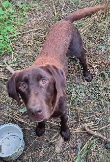 English Chocolate Labrador retriever puppies - Photo 5