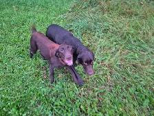 English Chocolate Labrador retriever puppies - Photo 6