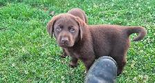English Chocolate Labrador retriever puppies - Photo 7