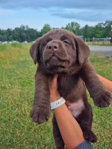 English Chocolate Labrador retriever puppies - Photo 8
