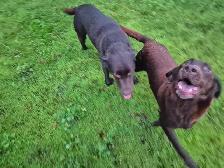 English Chocolate Labrador retriever puppies - Photo 9