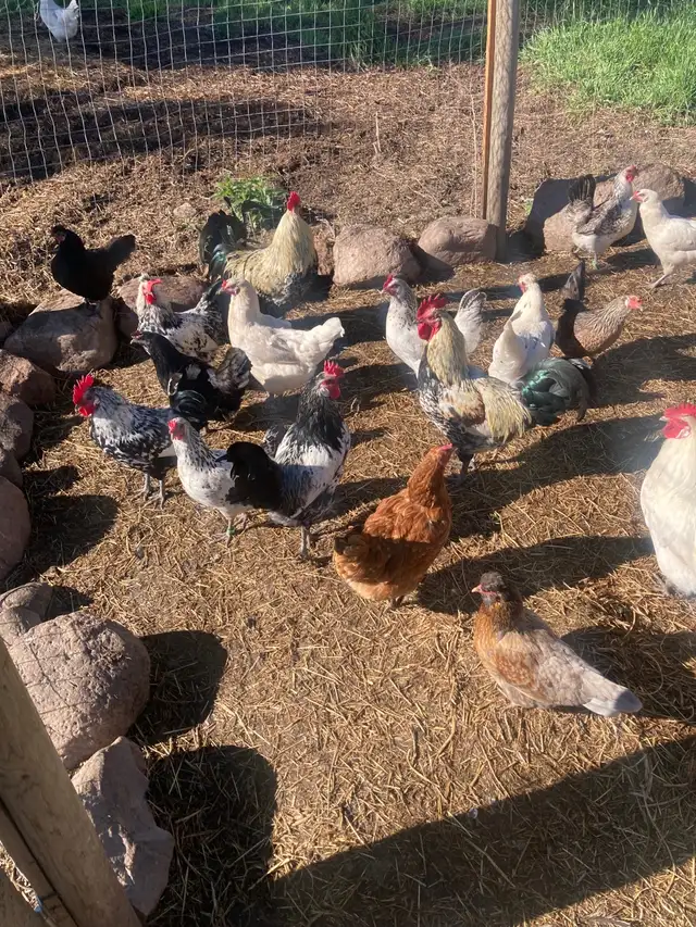 BYM roosters