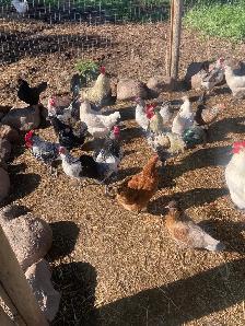 BYM roosters