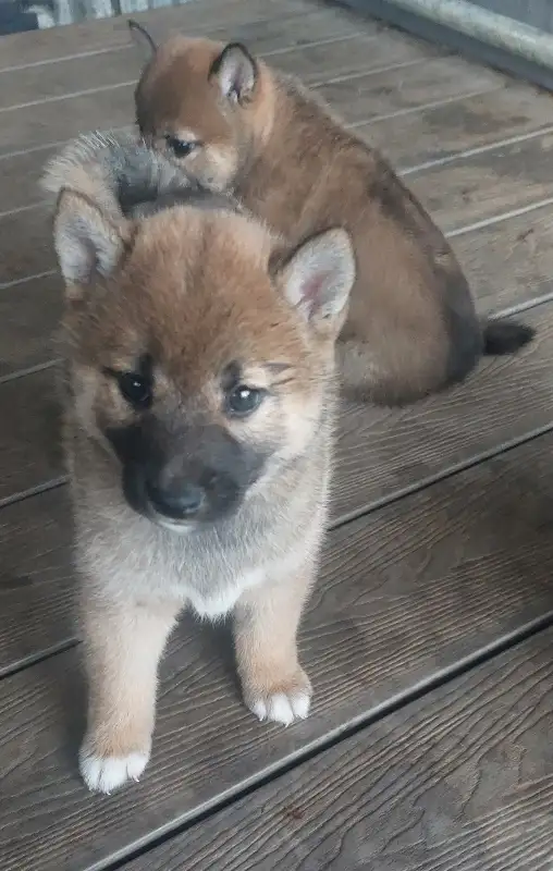 Shiba Inu puppies